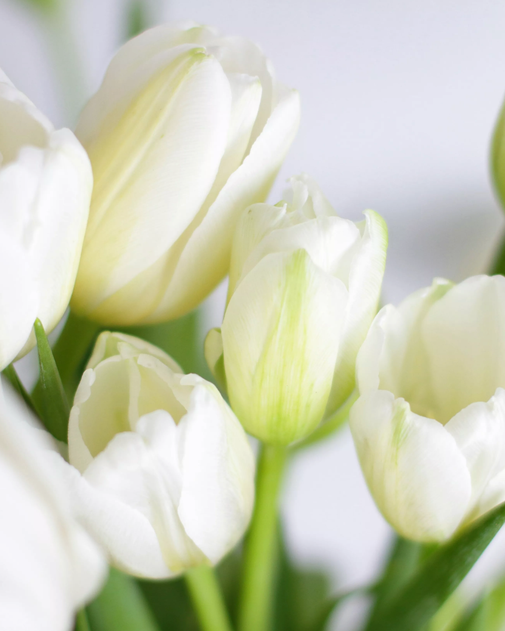 White Open Tulip