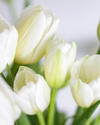White Open Tulip