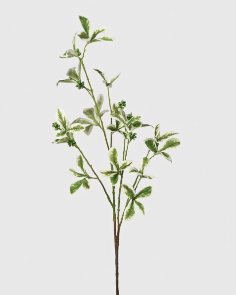 Variegated Ficus Leaf Stem