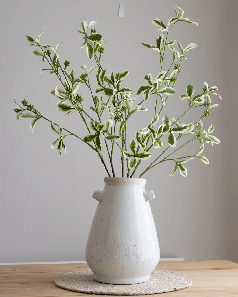 Variegated Ficus Leaf Stem