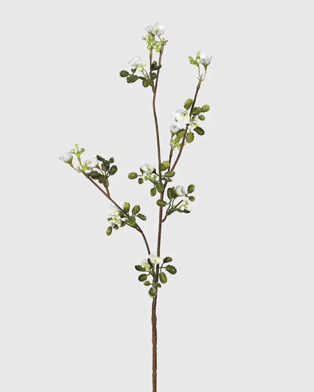 White Flower Stem With Leaves