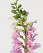Pink Foxglove Spray With Leaves