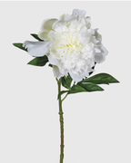 Snow White Peony With Leaves