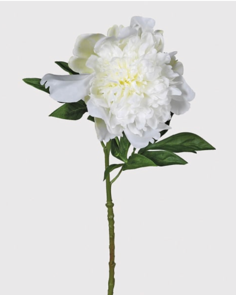 Snow White Peony With Leaves