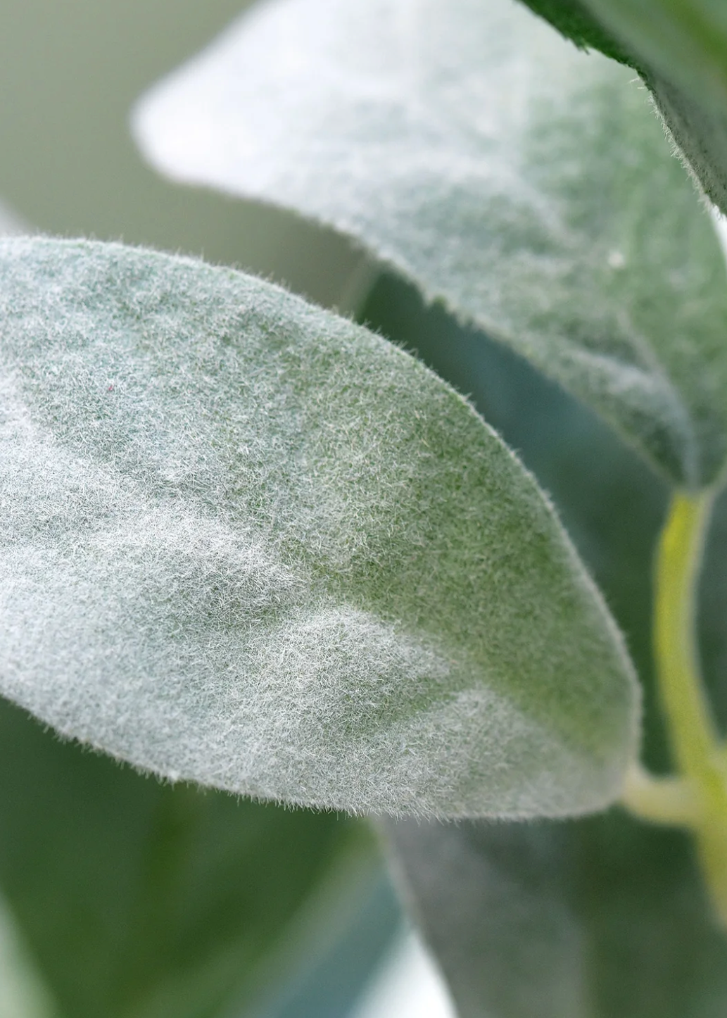 Faux Lambs Ear Spray