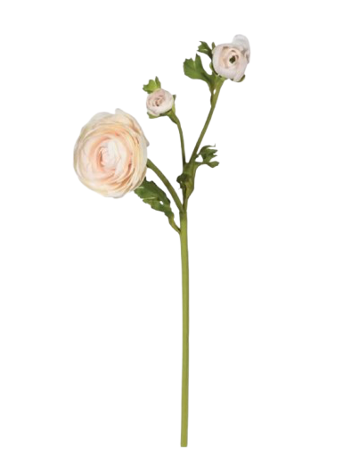 Blush Real Feel Ranunculus with Leaves