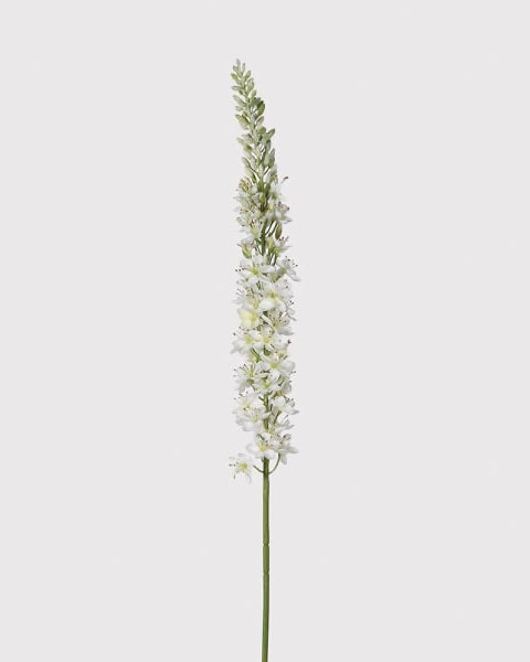 Cream Eremurus Spray