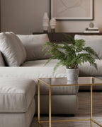 Bracken Fern Plant in Grey Cement Pot