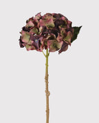 Fig & Olive Hydrangea with Leaves