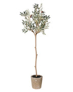 Natural Olive Tree in Garden Pot