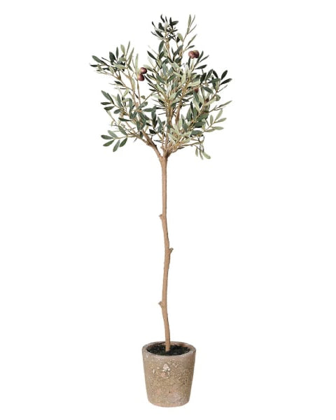 Natural Olive Tree in Garden Pot