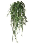 Pea Leaf Hanging Plants