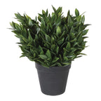 Bay Plant in Black Pot