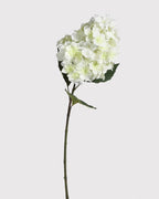 White Paniculata Grandiflora Hydrangea