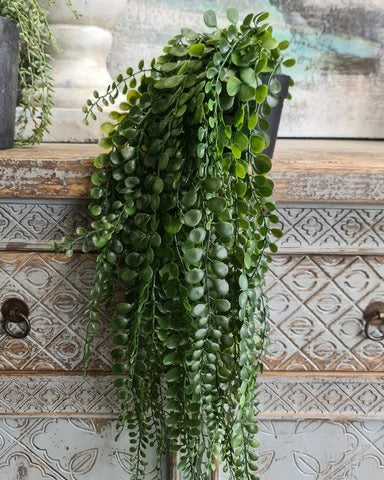 Pea Leaf Hanging Plants