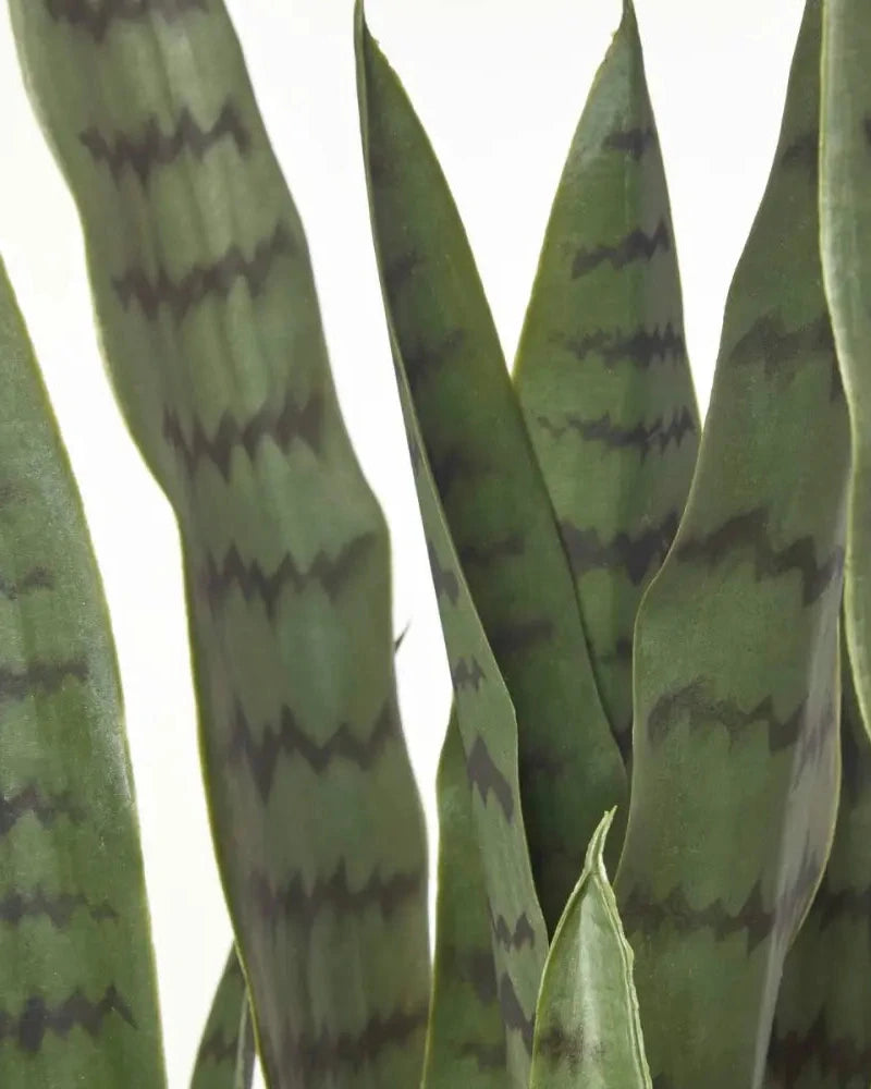 Sansevieria Plant in Pot