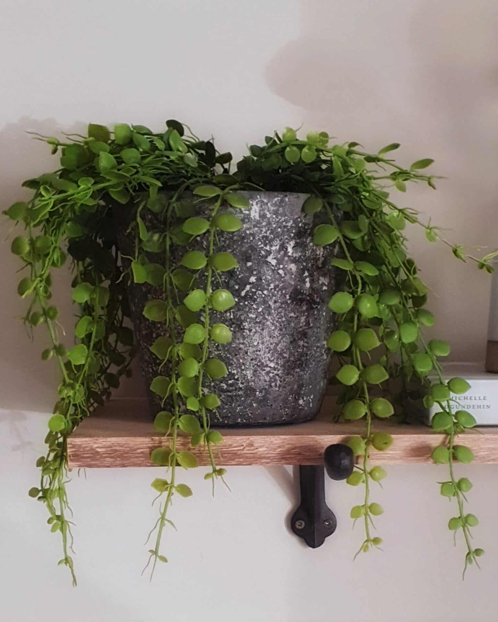 Green Button Fern in Pot