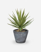 Spiked Air-plant in Grey Cement Pot