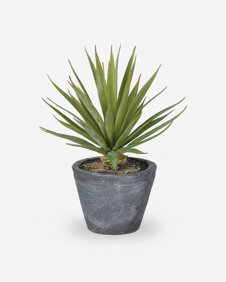 Spiked Air-plant in Grey Cement Pot
