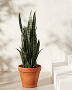 Sansevieria Plant in Pot