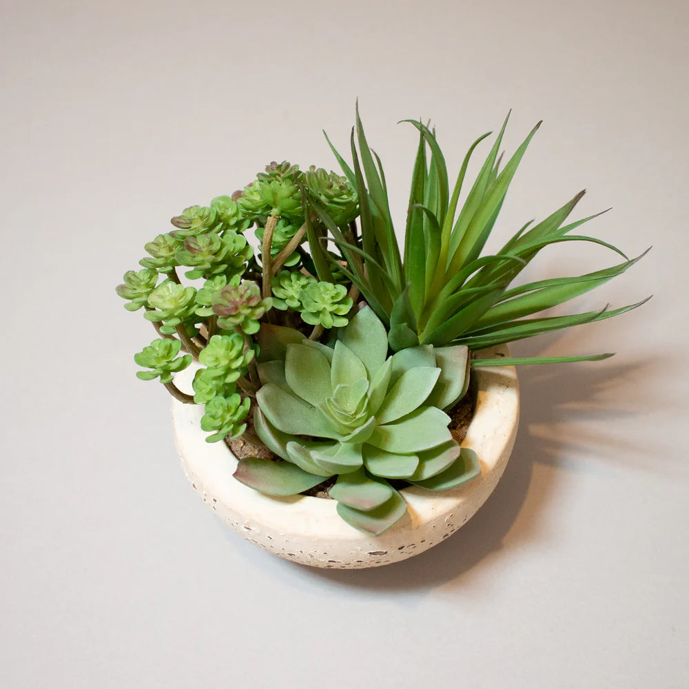 Assorted Green Succulents Arranged in Grey Cement Bowl