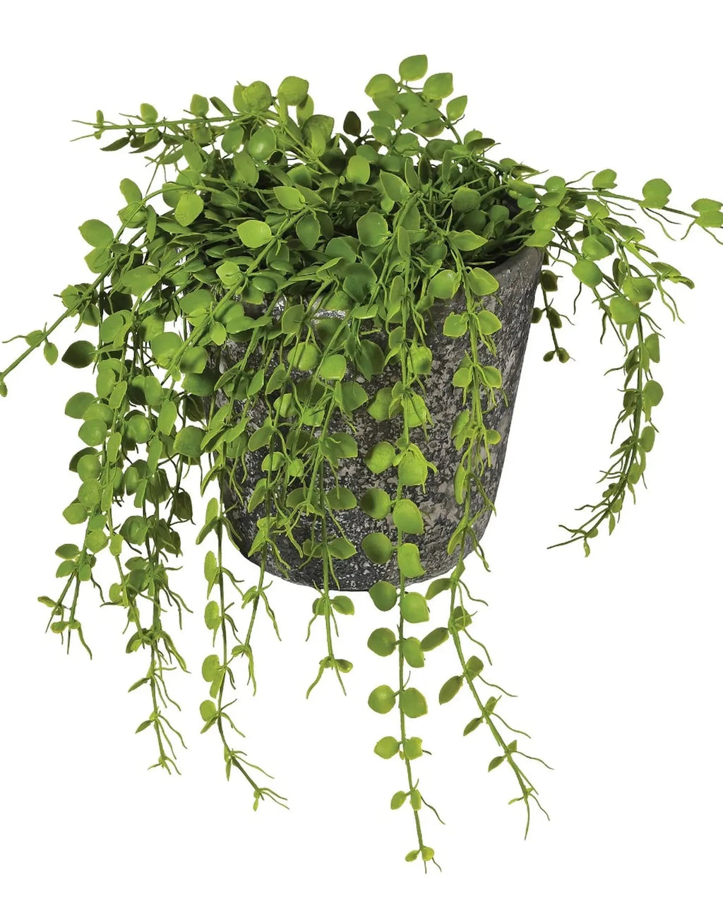 Green Button Fern in Pot