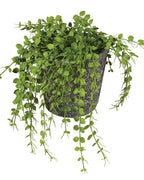 Green Button Fern in Pot