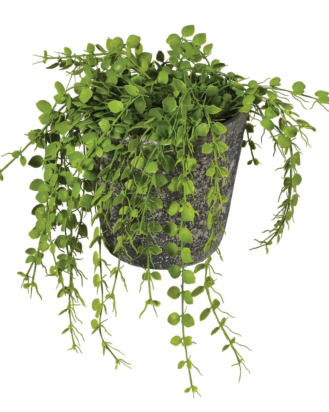 Green Button Fern in Pot