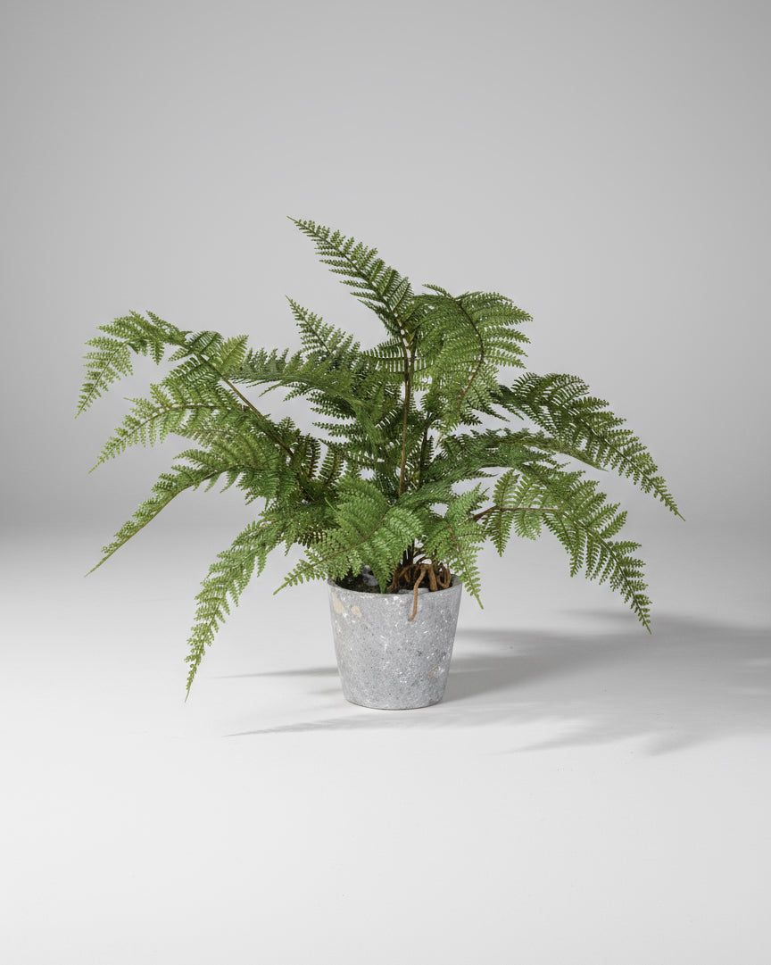 Bracken Fern Plant in Grey Cement Pot